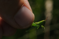 Mecostethus parapleurus