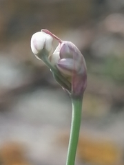 Allium vodopjanovae