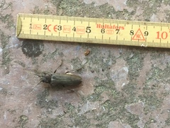 Arhopalus rusticus