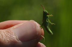 Mecostethus parapleurus