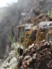 Allium vodopjanovae