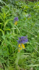 Melampyrum nemorosum