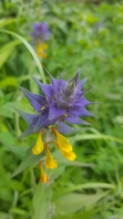 Melampyrum nemorosum