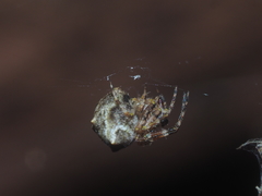 Dolichognatha