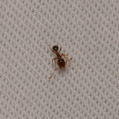 Pheidole californica