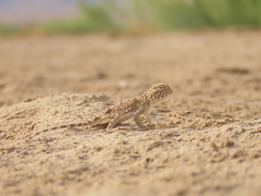Phrynocephalus persicus
