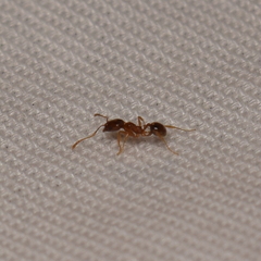 Pheidole californica