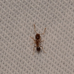 Pheidole californica