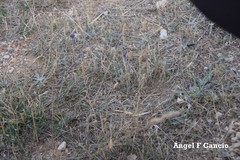 Pilosella castellana