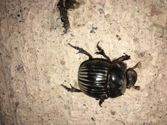 Dichotomius carolinus