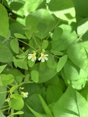 Oxalis barrelieri