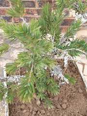 Podocarpus latifolius