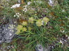 Bupleurum angulosum