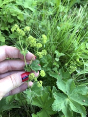 Alchemilla conglobata