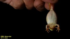 Hyla suweonensis