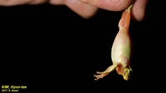 Hyla suweonensis