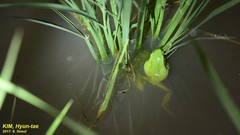 Hyla suweonensis