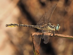 Gomphus graslinii