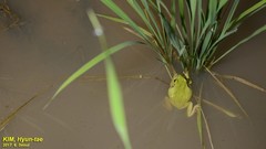 Hyla suweonensis