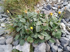 Crepis pygmaea