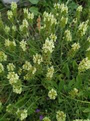 Sideritis hyssopifolia