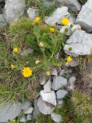 Hieracium amplexicaule