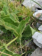 Hieracium amplexicaule