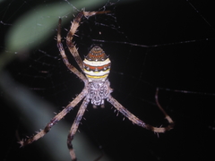 Argiope versicolor