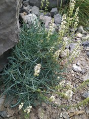 Reseda glauca