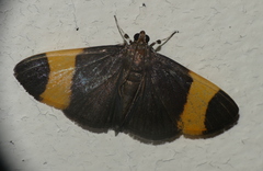 Neobotyodes crocopteralis