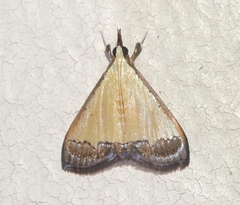 Pseudonoorda nigropunctalis
