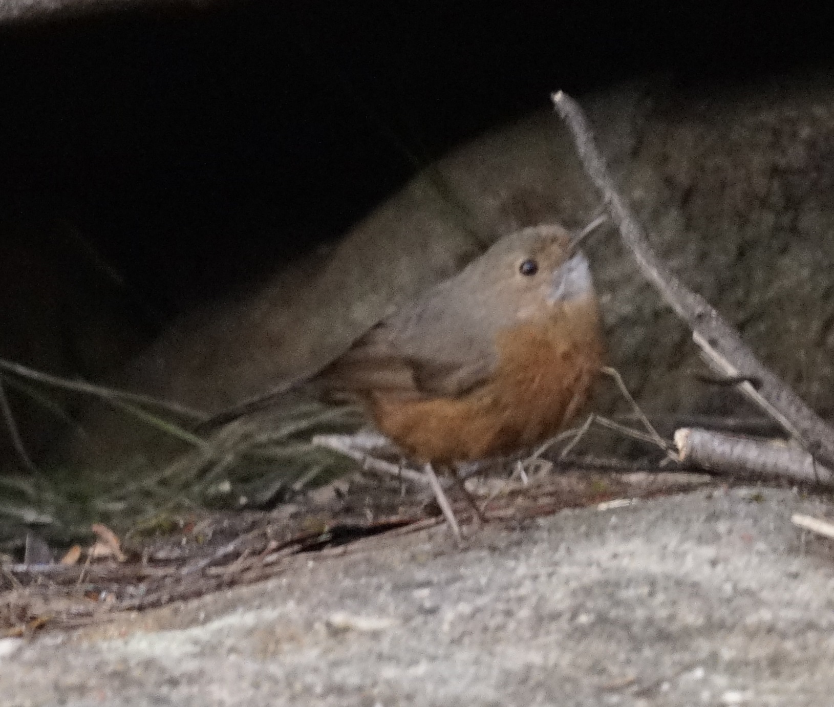 Rockwarbler illustration