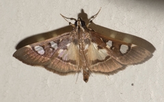 Glyphodes
