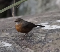 Rockwarbler photo 5