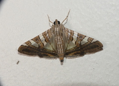 Glyphodes stolalis