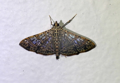Glyphodes pulverulentalis