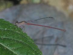 Ceriagrion praetermissum
