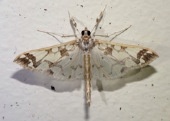 Polythlipta