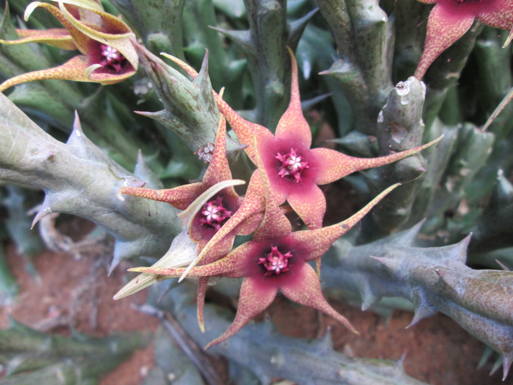 Orbea caudata