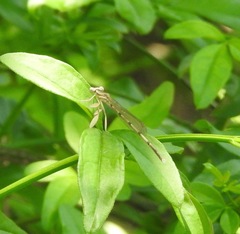 Platycnemis phyllopoda