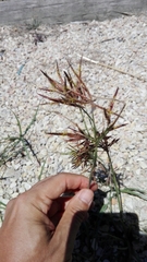 Cyperus longus