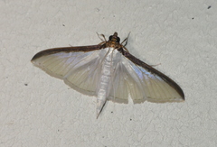 Cydalima laticostalis