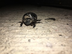 Dichotomius carolinus