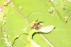 Bombus hypnorum