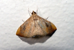 Hyalobathra