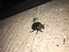 Dichotomius carolinus