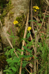 Hypericum montanum