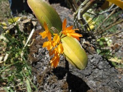 Guarianthe aurantiaca