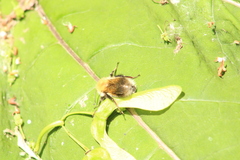 Bombus hypnorum