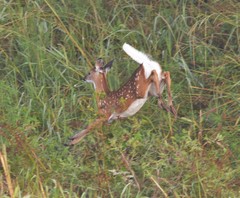 Odocoileus virginianus texanus